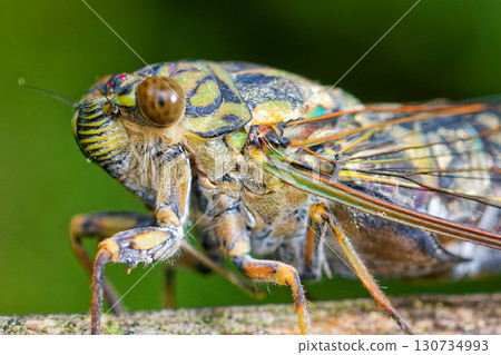 Cicada, close-up Cicada, close-up 130734993