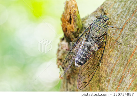夏日森林裡的蟬 夏日森林裡的蟬 130734997