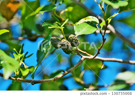 Dark green alder berries (autumn, September) Dark green alder berries (autumn, September) 130735008