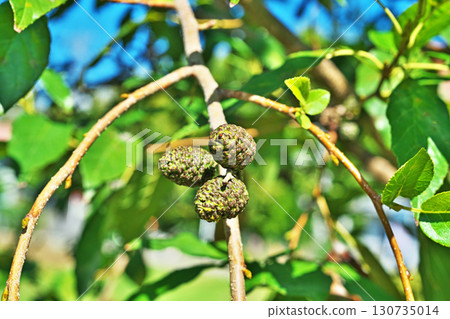 Dark green alder berries (autumn, September) 130735014