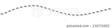 Ant trail. Walking group of black insects. Line of worker ants marching in search of food. Curve footpath of home pest isolated on transparent background. Vector 130735083