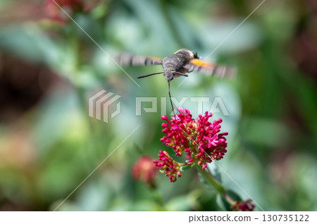 Macroglossum stellatarum hovering in front of vibrant pink flowers, feeding on nectar mid-air with its proboscis extended, wings in motion, resembling a hummingbird 130735122