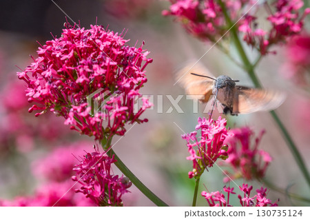 Macroglossum stellatarum hovering in front of vibrant pink flowers, feeding on nectar mid-air with its proboscis extended, wings in motion, resembling a hummingbird Macroglossum stellatarum hovering in front of vibrant pink flowers, feeding on nectar mid-air with its proboscis extended, wings in motion, resembling a hummingbird 130735124