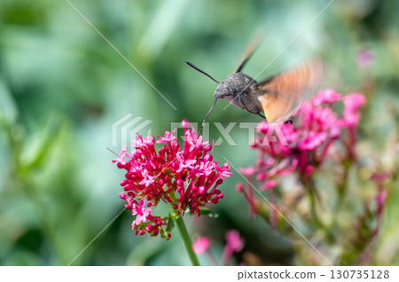 Macroglossum stellatarum hovering in front of vibrant pink flowers, feeding on nectar mid-air with its proboscis extended, wings in motion, resembling a hummingbird Macroglossum stellatarum hovering in front of vibrant pink flowers, feeding on nectar mid-air with its proboscis extended, wings in motion, resembling a hummingbird 130735128