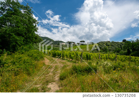 Scenic landscape of northern Tuscany, Italy, featuring vineyards, olive groves, and traditional countryside houses with hills and green mountains in the background. 130735208