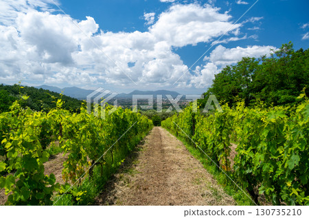 Scenic landscape of northern Tuscany, Italy, featuring vineyards, olive groves, and traditional countryside houses with hills and green mountains in the background. 130735210
