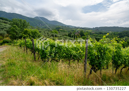 Scenic landscape of northern Tuscany, Italy, featuring vineyards, olive groves, and traditional countryside houses with hills and green mountains in the background. 130735227