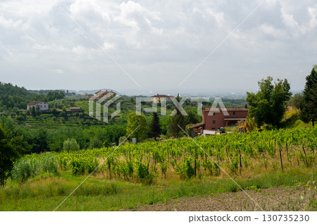Scenic landscape of northern Tuscany, Italy, featuring vineyards, olive groves, and traditional countryside houses with hills and green mountains in the background. Scenic landscape of northern Tuscany, Italy, featuring vineyards, olive groves, and traditional countryside houses with hills and green mountains in the background. 130735230