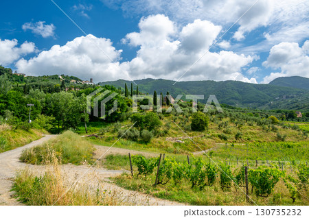Scenic landscape of northern Tuscany, Italy, featuring vineyards, olive groves, and traditional countryside houses with hills and green mountains in the background. 130735232