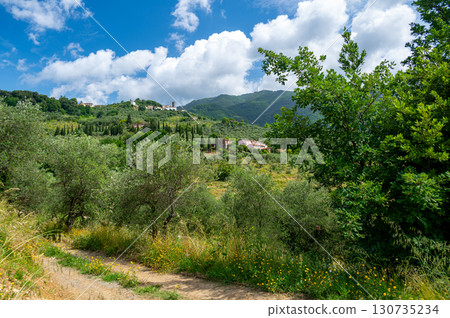 Scenic landscape of northern Tuscany, Italy, featuring vineyards, olive groves, and traditional countryside houses with hills and green mountains in the background. 130735234