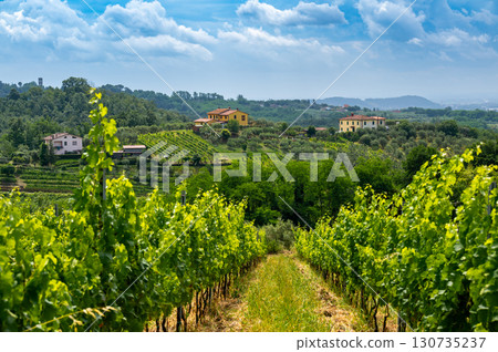 Scenic landscape of northern Tuscany, Italy, featuring vineyards, olive groves, and traditional countryside houses with hills and green mountains in the background. 130735237