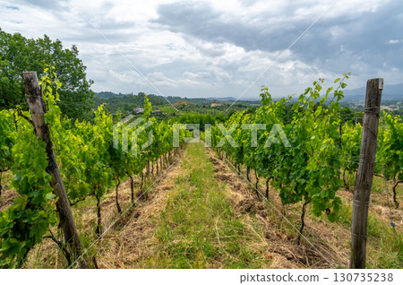 Scenic landscape of northern Tuscany, Italy, featuring vineyards, olive groves, and traditional countryside houses with hills and green mountains in the background. 130735238
