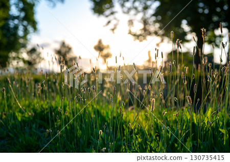 Wild grass and flowering plantain (Plantago lanceolata) glowing in the warm light of a summer sunset, with trees in the background and a peaceful countryside atmosphere. Wild grass and flowering plantain (Plantago lanceolata) glowing in the warm light of a summer sunset, with trees in the background and a peaceful countryside atmosphere. 130735415