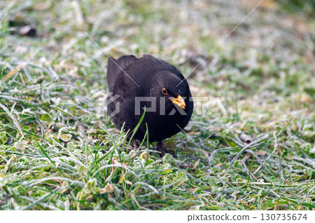 A common blackbird (Turdus merula) forages on a frozen lawn, searching for seeds to eat. It looks directly into the camera, capturing a moment of curiosity and winter survival 130735674