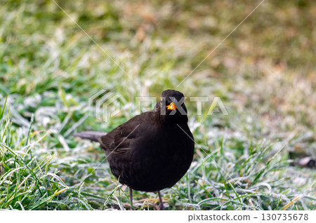 A common blackbird (Turdus merula) forages on a frozen lawn, searching for seeds to eat. It looks directly into the camera, capturing a moment of curiosity and winter survival A common blackbird (Turdus merula) forages on a frozen lawn, searching for seeds to eat. It looks directly into the camera, capturing a moment of curiosity and winter survival 130735678