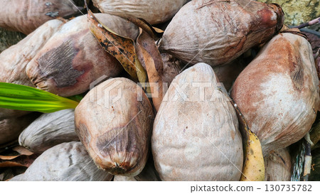 A pile of aged coconut husks with fibrous textures and a small green sprout, symbolizing natural decay and new growth. A pile of aged coconut husks with fibrous textures and a small green sprout, symbolizing natural decay and new growth. 130735782