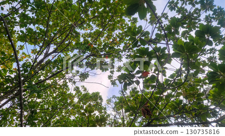 Lush forest canopy with vibrant green and reddish leaves, crisscrossing branches, and sky peeking through captured from below. Lush forest canopy with vibrant green and reddish leaves, crisscrossing branches, and sky peeking through captured from below. 130735816
