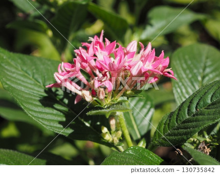 粉色五星花簇擁著小星星般盛開 130735842