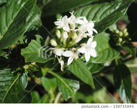 五星花盛開，星狀花序呈純白色 130735843