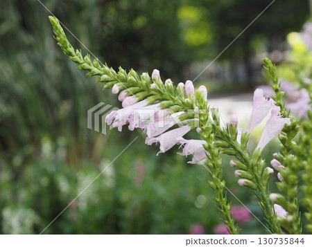 Pale pink loosestrife blooming in rows on a flower stalk Pale pink loosestrife blooming in rows on a flower stalk 130735844