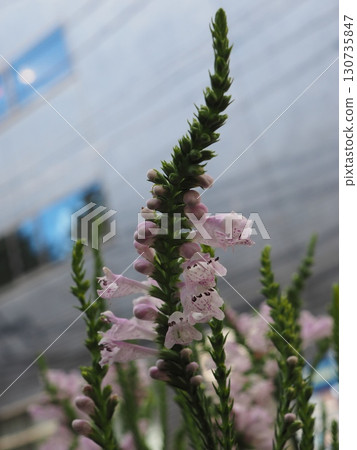 A kakutoranoo (loose-strife) plant characterized by flower spikes arranged on horn-shaped stems. A kakutoranoo (loose-strife) plant characterized by flower spikes arranged on horn-shaped stems. 130735847