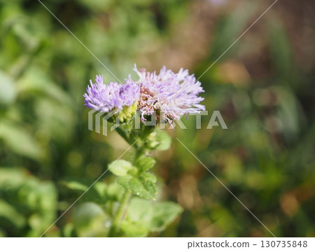 雜草系列:輕輕綻放的藿香薊花,看起來有些破舊 雜草系列:輕輕綻放的藿香薊花,看起來有些破舊 130735848