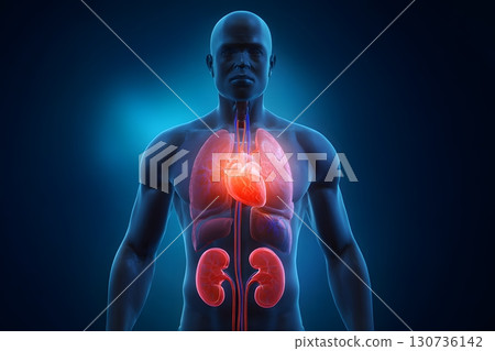 Human internal anatomy prominently displays major organs such as the heart, lungs, and kidneys for biological study. 130736142