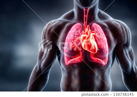 Transparent body reveals intricate human anatomy. Glowing red heart and lungs are prominently visible inside the chest. 130736145
