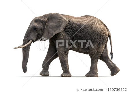 A majestic grey elephant walks calmly, showing its powerful body in profile, isolated on a bright clean white background. 130736222