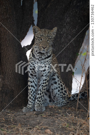 Male leopard sits facing camera under tree 130736462