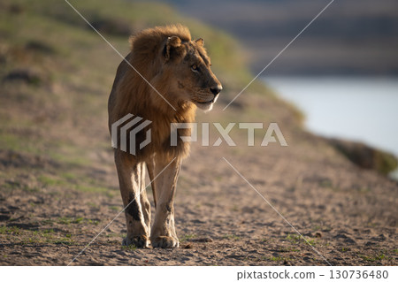 Male lion stands by river turning head 130736480