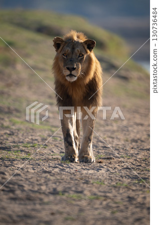 Male lion stands watching camera on riverbank 130736484