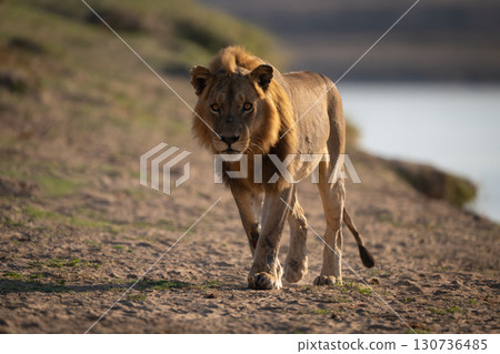 Male lion walks along beach toward camera 130736485