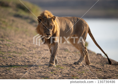 Male lion walks along beach turning head 130736486