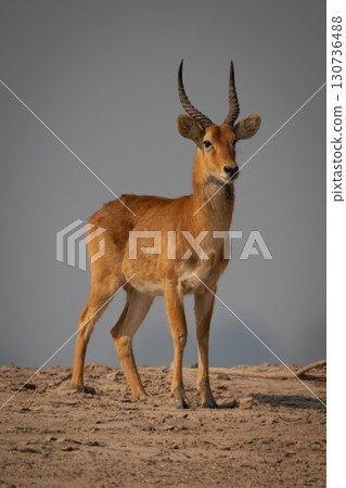 Male puku faces camera standing on sand 130736488