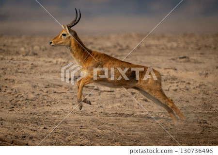 Male puku races across beach lifting forelegs Male puku races across beach lifting forelegs 130736496