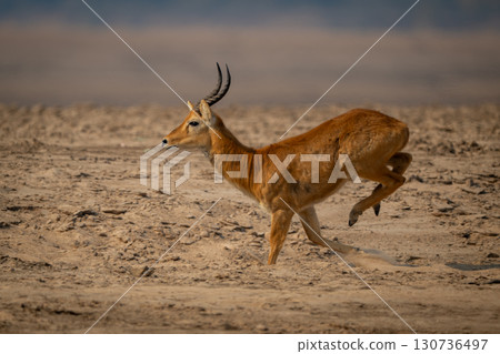 Male puku races across beach lifting legs 130736497