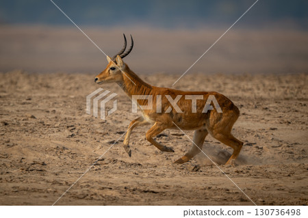 Male puku races across beach with catchlight 130736498
