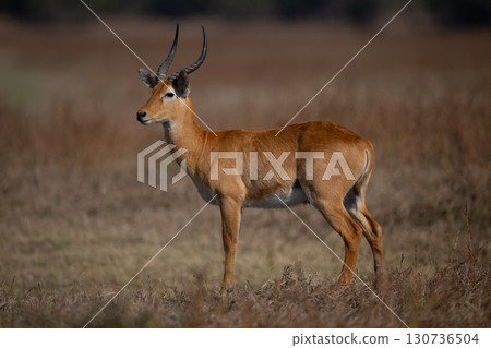 Male puku stands in profile on savanna Male puku stands in profile on savanna 130736504