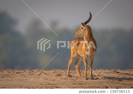 Male puku turning head standing on sand Male puku turning head standing on sand 130736515