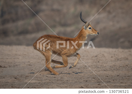 Male puku with catchlight gallops across riverbank 130736521