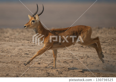 Male puku with catchlight races across beach Male puku with catchlight races across beach 130736525