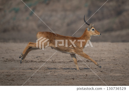Male puku with catchlight racing across sand Male puku with catchlight racing across sand 130736529