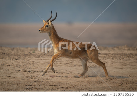 Male puku with catchlight running across beach Male puku with catchlight running across beach 130736530