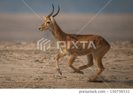 Male puku with catchlight runs across beach Male puku with catchlight runs across beach 130736531
