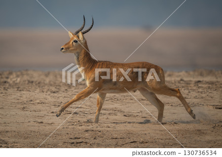 Male puku with catchlight sprints across beach 130736534