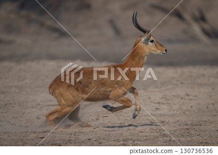 Male puku with catchlight sprints across sand Male puku with catchlight sprints across sand 130736536