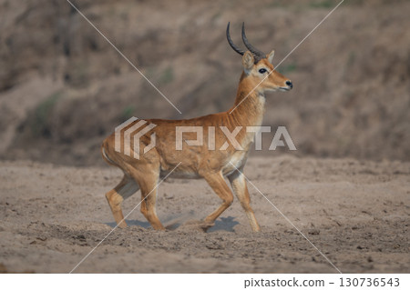 Male puku with catchlight trots across riverbank Male puku with catchlight trots across riverbank 130736543
