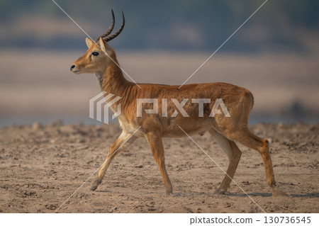 Male puku with catchlight walks across beach Male puku with catchlight walks across beach 130736545