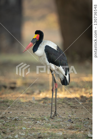 Male saddle-billed stork stands hunching in shade 130736548